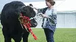 summershowbull-1280x720