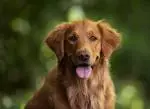 Golden-Retriever image