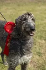 CMK_Cork Summer Show Extra_820 (1)