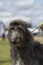 CMK16062025_Cork Summer Show_0048