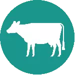 Cattle Cork Summer Show